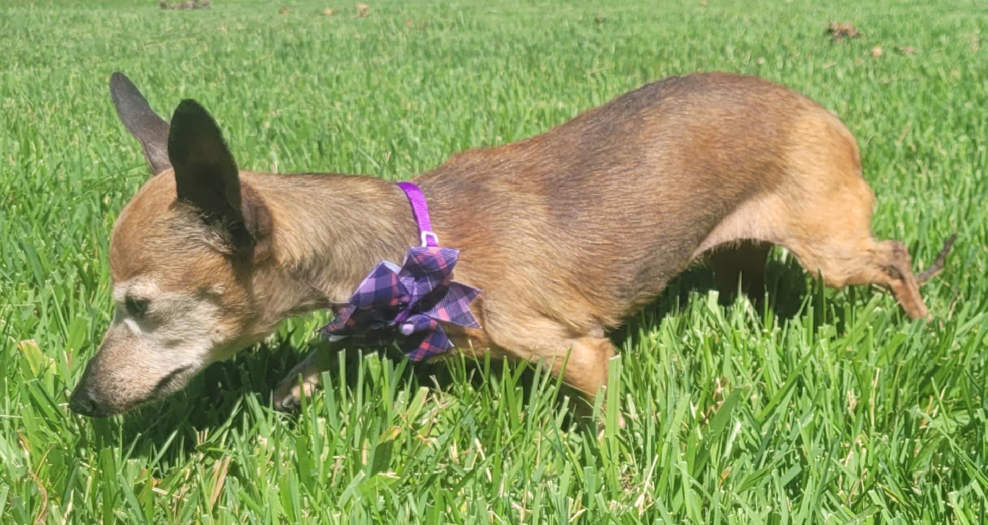 Millie, a Adoptable mixed breed in Columbia, MO image 2/6