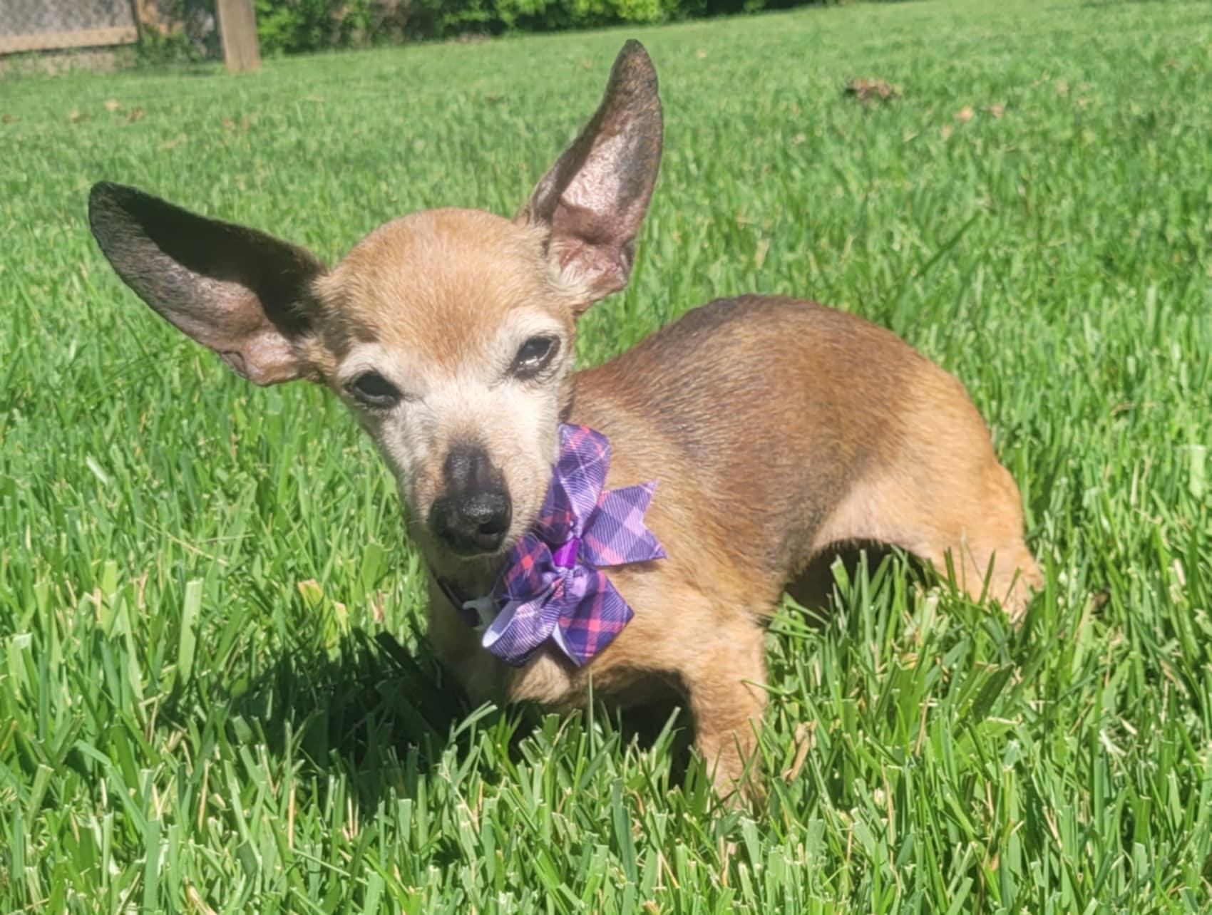 Millie, a Adoptable mixed breed in Columbia, MO image 5/6