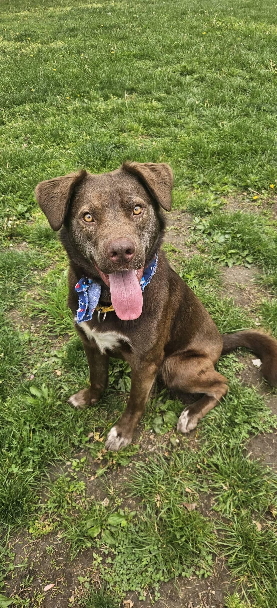 Enlarge Rex, a ADOPTABLE mixed breed in New Castle, PA image 3/4