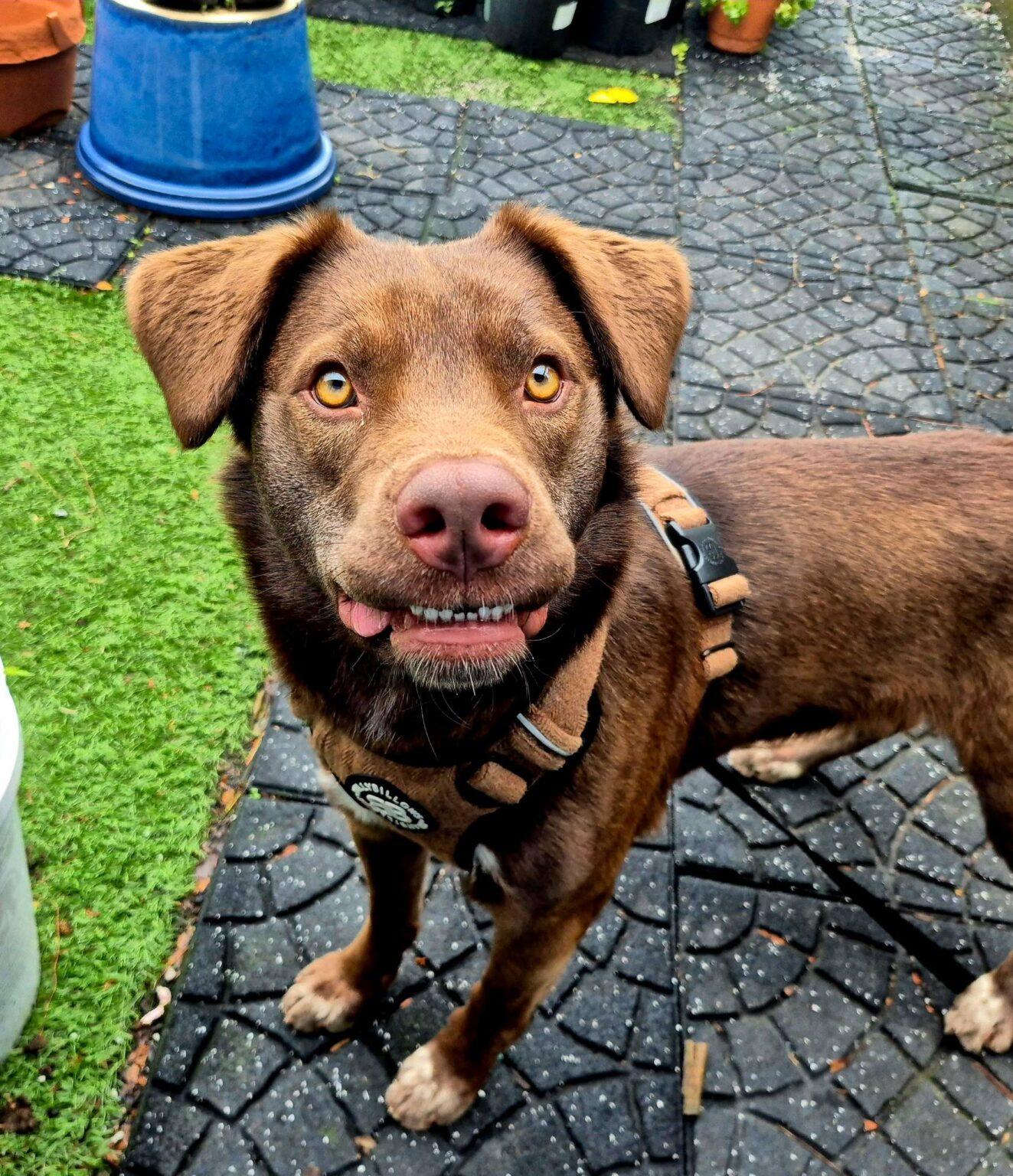Enlarge Rex, a ADOPTABLE mixed breed in New Castle, PA image 1/4