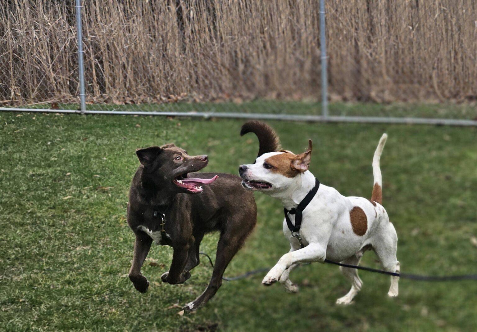 Enlarge Rex, a ADOPTABLE mixed breed in New Castle, PA image 2/4