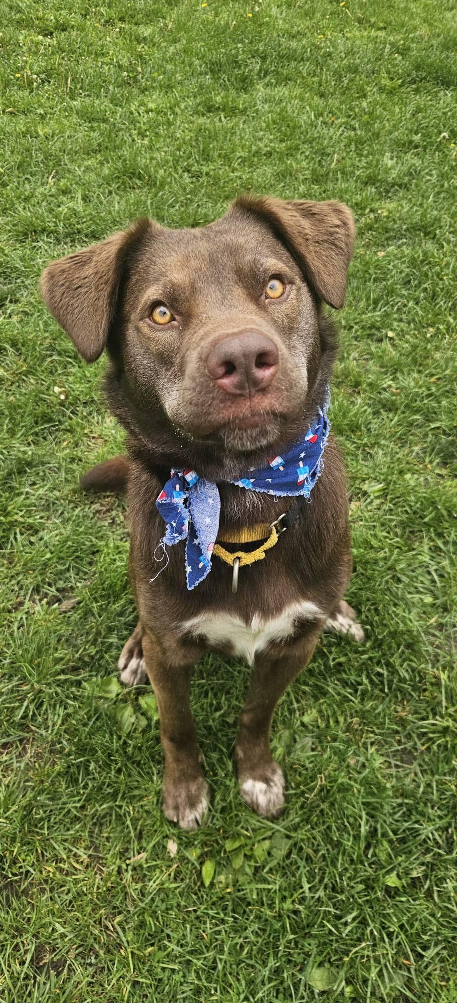 Enlarge Rex, a ADOPTABLE mixed breed in New Castle, PA image 4/4