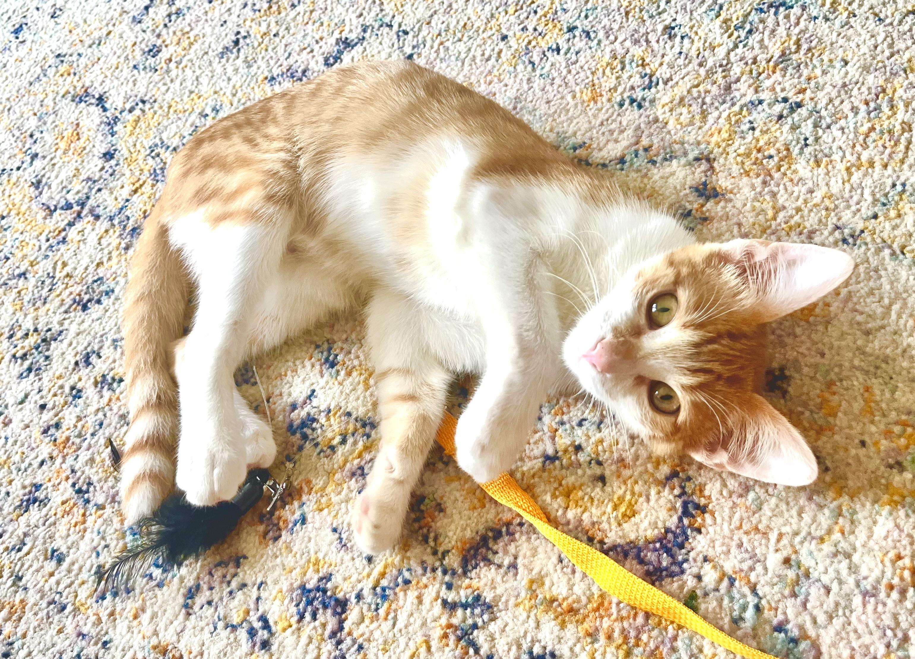 Enlarge Orion, an adopted mixed breed in Arlington, TX image 2/5