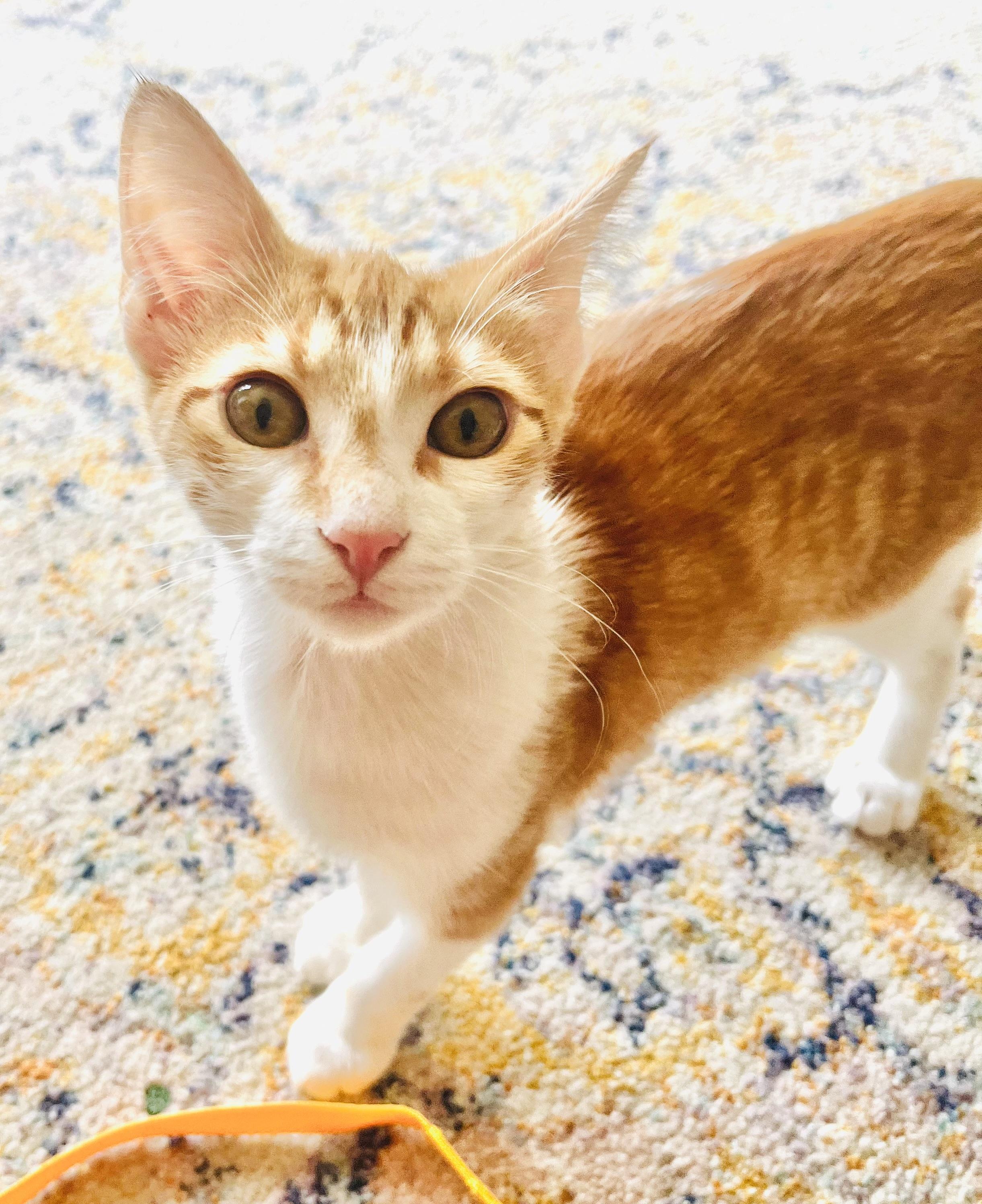 Enlarge Orion, an adopted mixed breed in Arlington, TX image 1/5