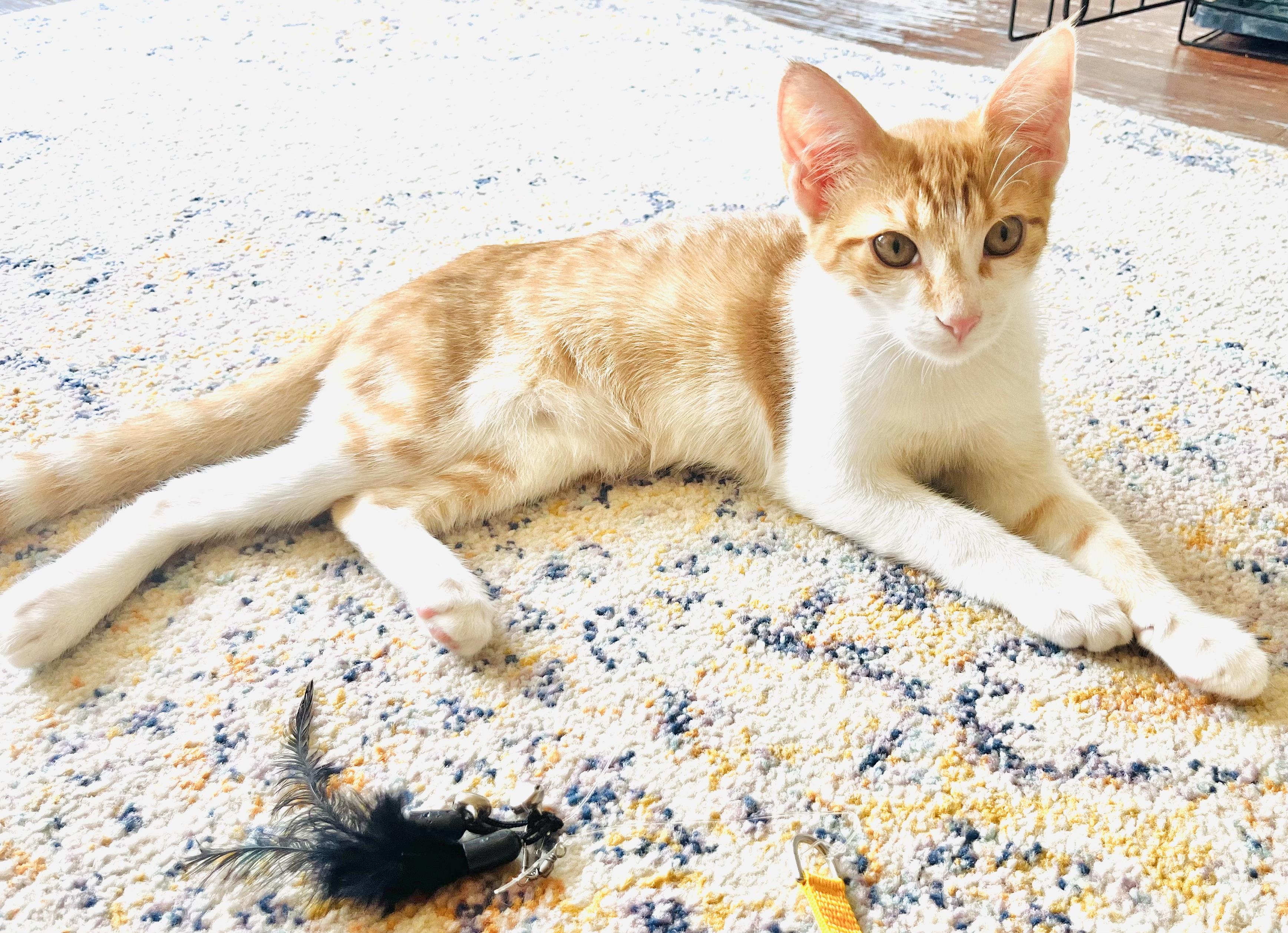 Enlarge Orion, an adopted mixed breed in Arlington, TX image 5/5
