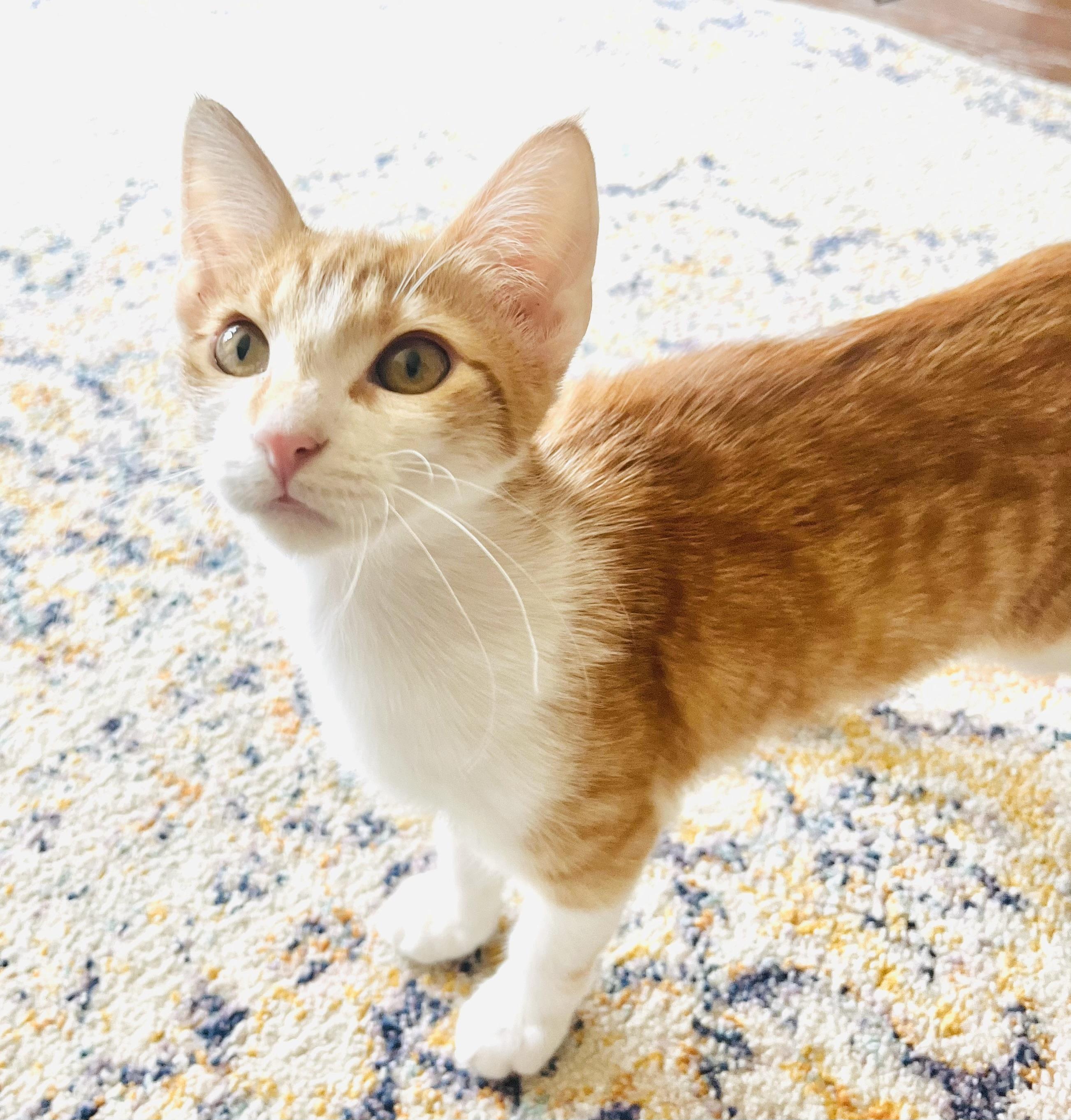 Enlarge Orion, an adopted mixed breed in Arlington, TX image 3/5