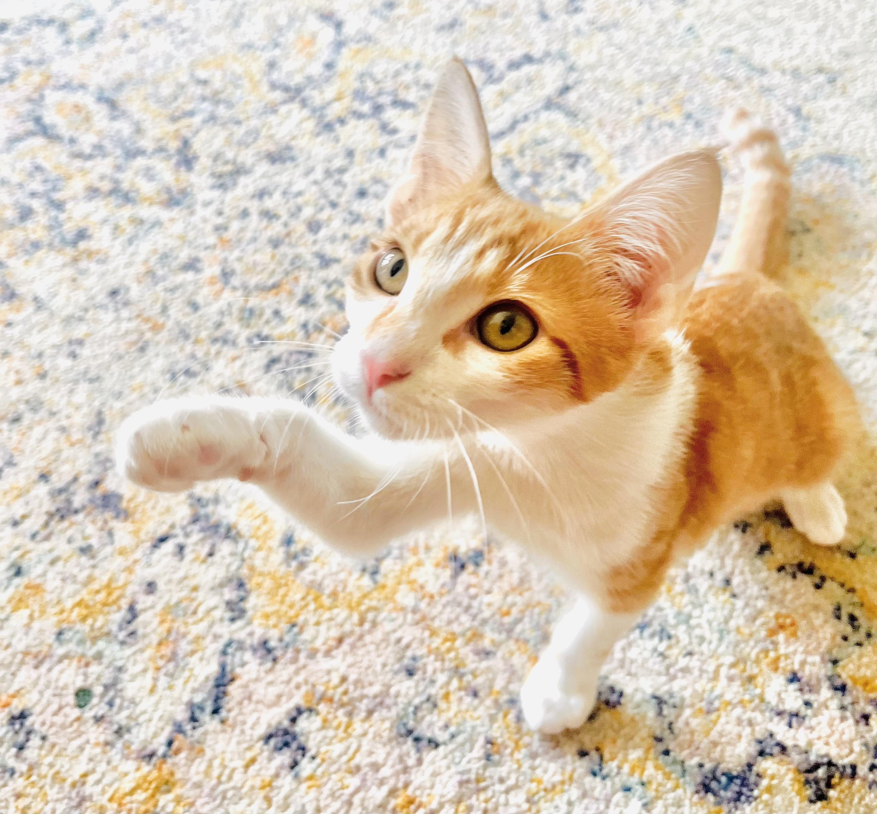 Enlarge Orion, an adopted mixed breed in Arlington, TX image 4/5