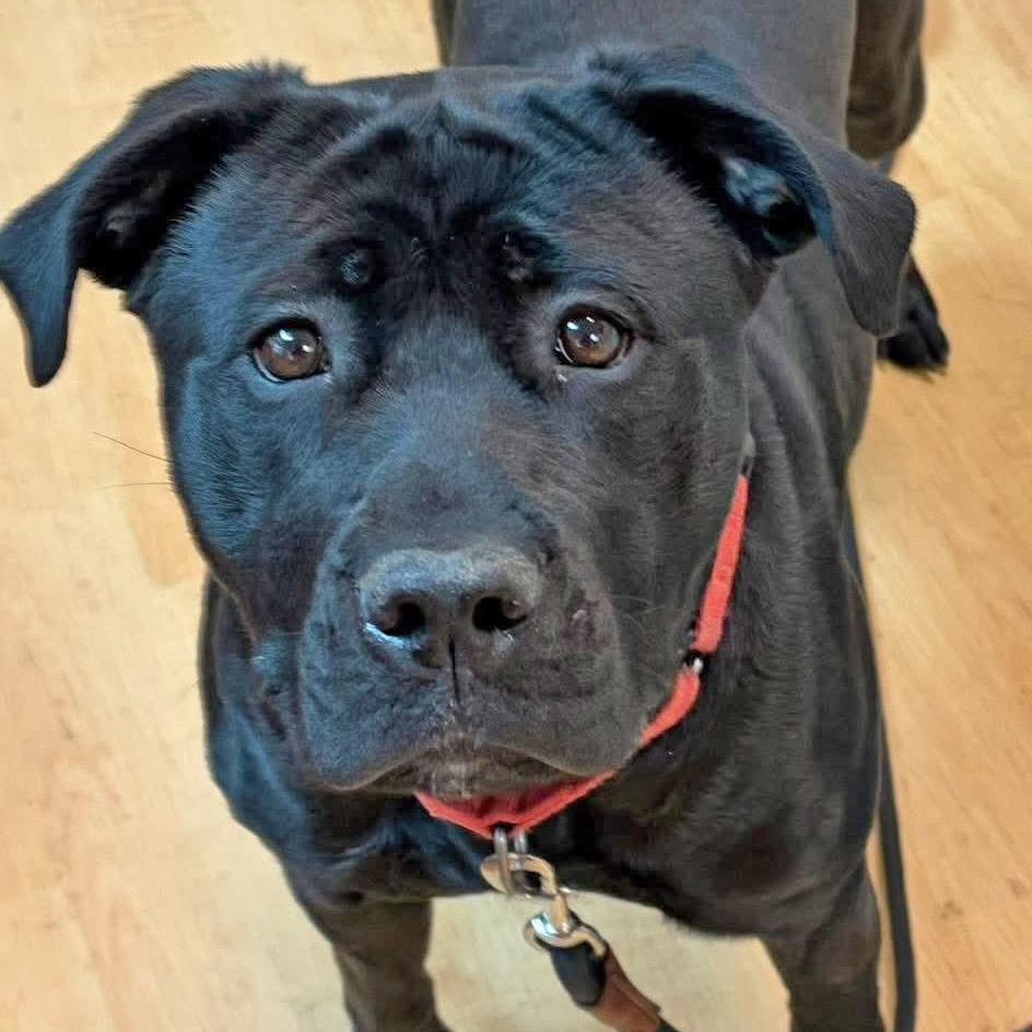 Enlarge Onyx, an adoptable mixed breed in Washington, PA image 6/6