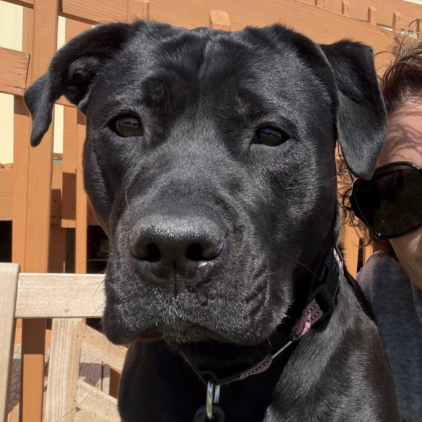 Onyx, adoptable, Young Female Labrador Retriever & Pit Bull Terrier.