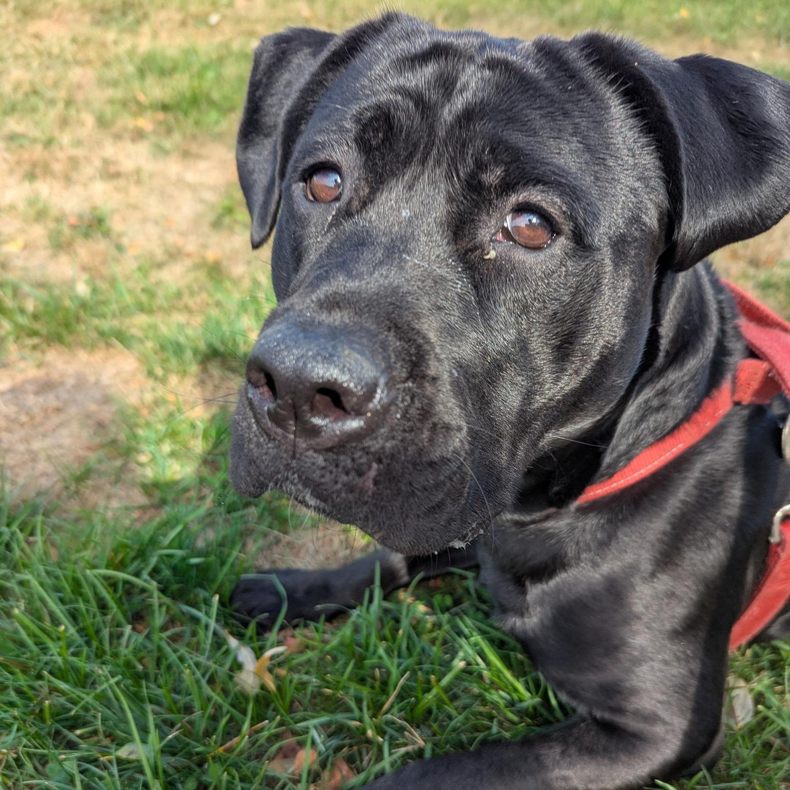 Onyx, Adoptable, Young Female Labrador Retriever & Pit Bull Terrier.