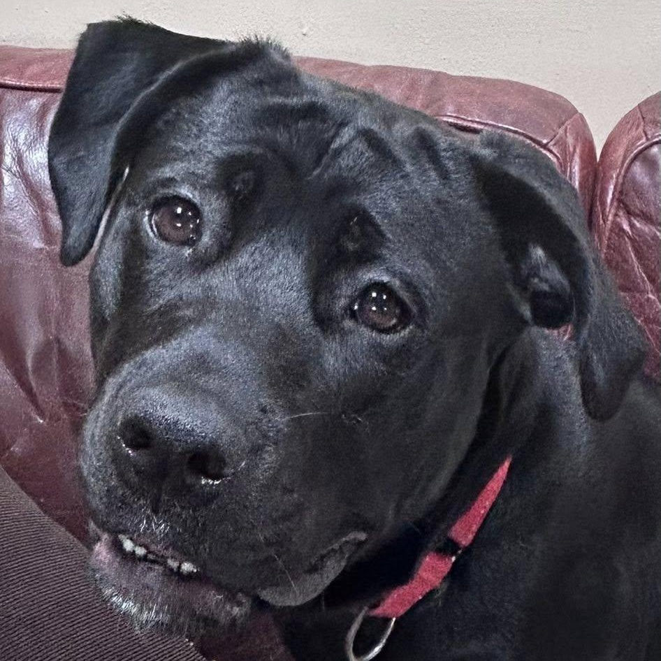 Onyx, a Adoptable mixed breed in Washington, PA image 5/6