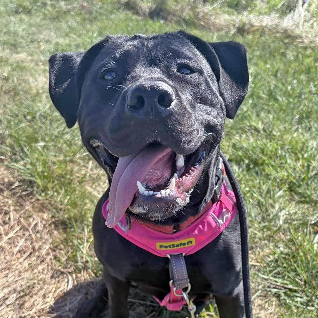 Onyx, Adoptable, Young Female Labrador Retriever & Pit Bull Terrier.