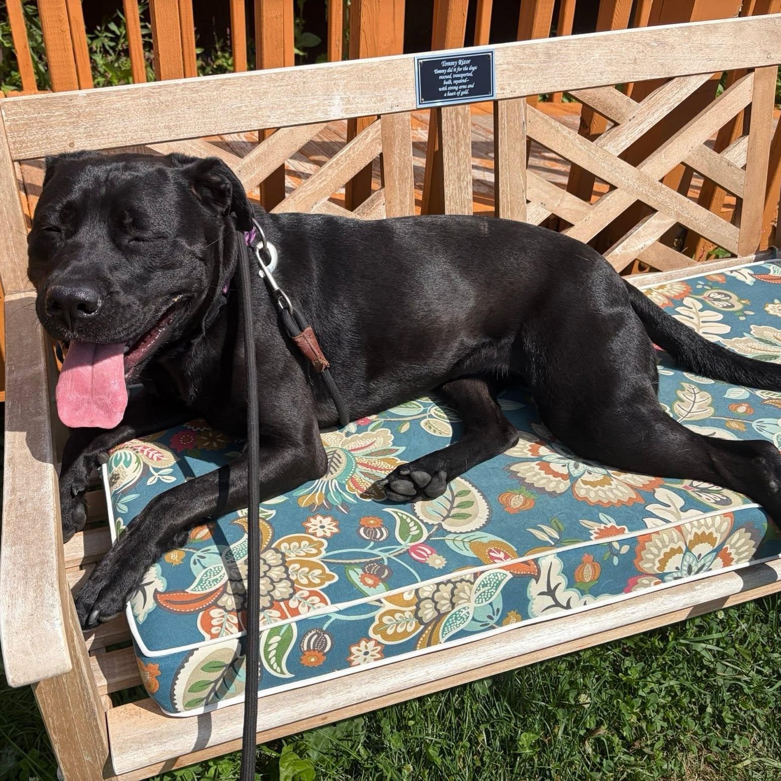 Enlarge Onyx, an adoptable mixed breed in Washington, PA image 6/6