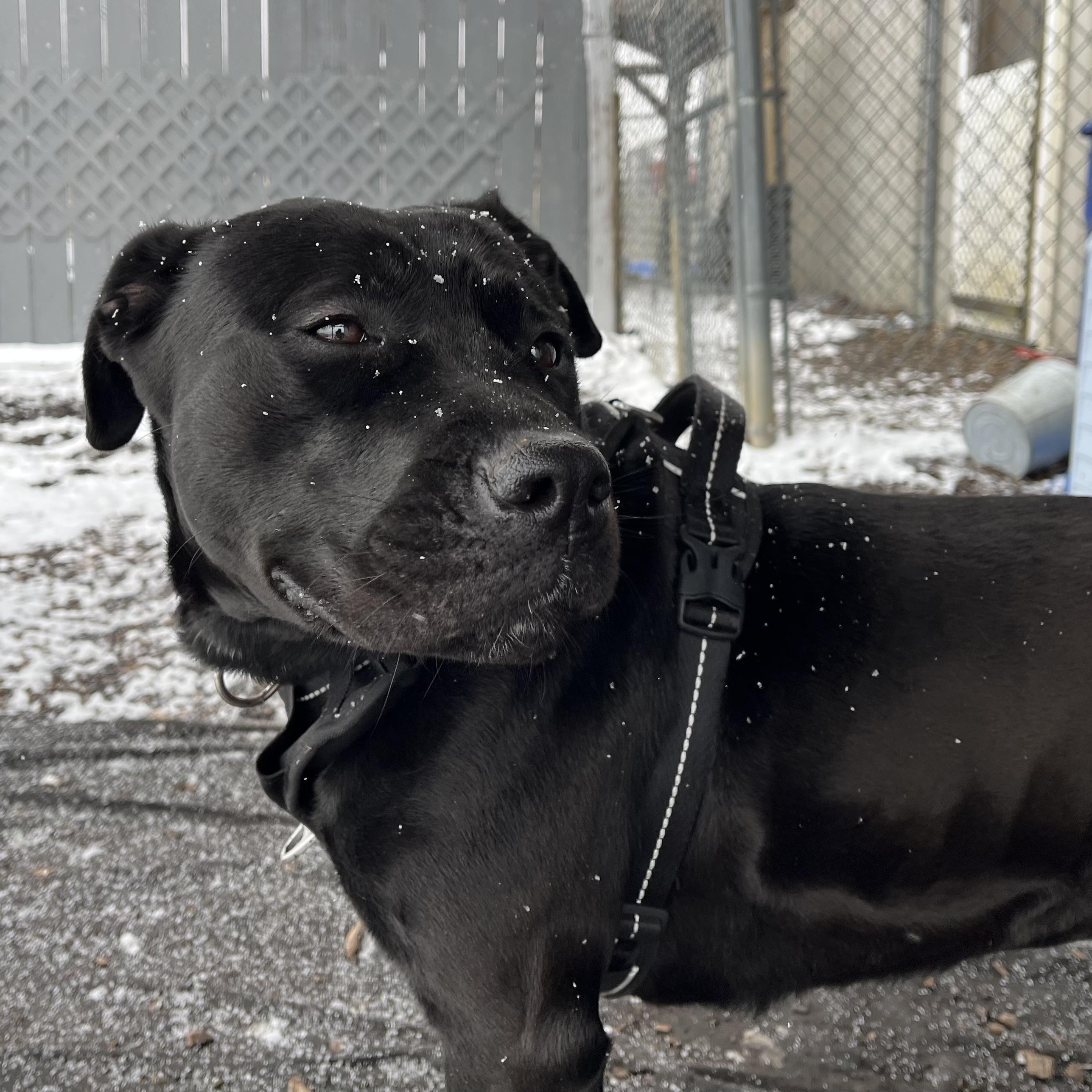 Enlarge Onyx, an adoptable mixed breed in Washington, PA image 1/6