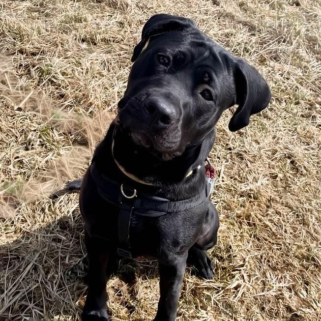 Onyx