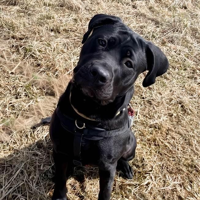 Onyx, a Adoptable mixed breed in Washington, PA image 6/6