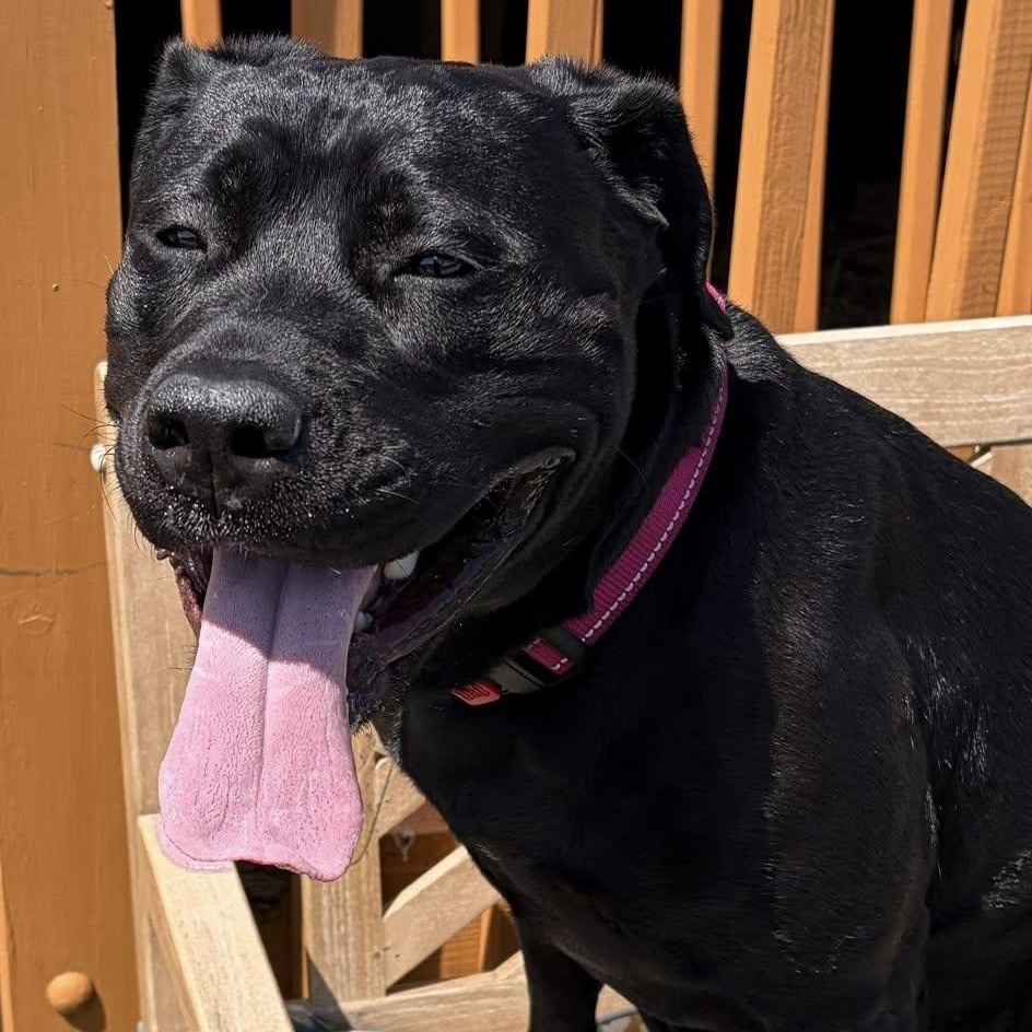 Enlarge Onyx, an adoptable mixed breed in Washington, PA image 2/6