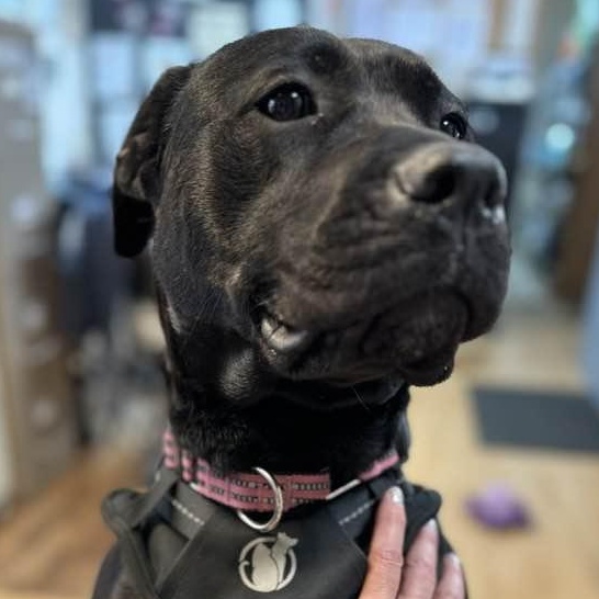 Onyx, adoptable, Young Female Labrador Retriever & Pit Bull Terrier.