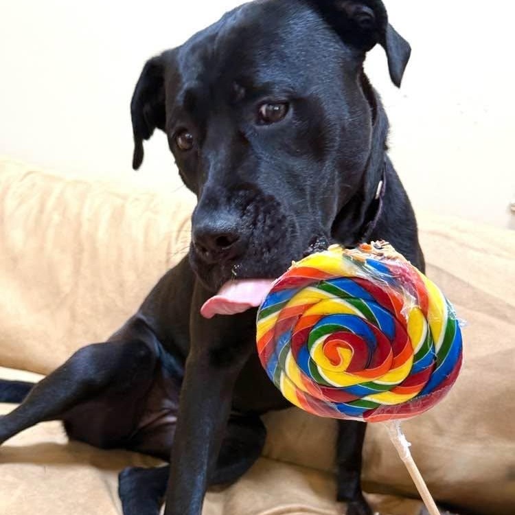 Enlarge Onyx, an adoptable mixed breed in Washington, PA image 1/6