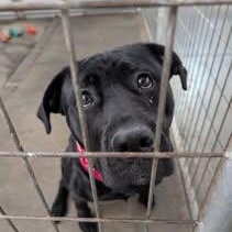 Onyx, Adoptable, Young Female Labrador Retriever & Pit Bull Terrier.