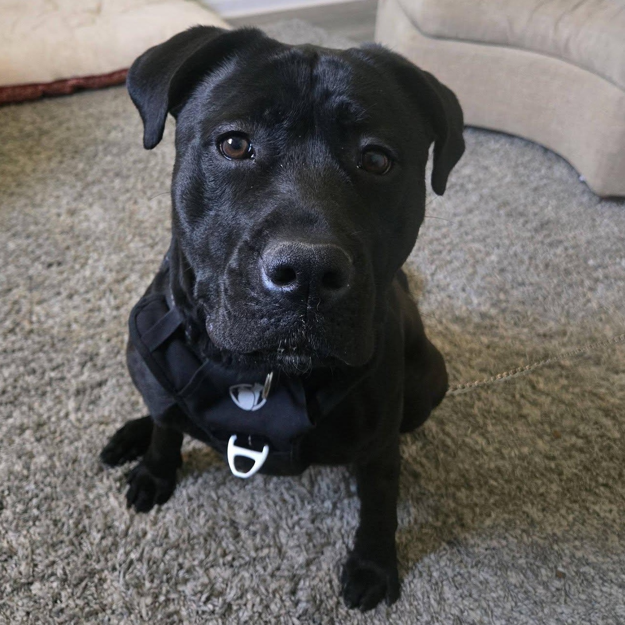 Enlarge Onyx, an adoptable mixed breed in Washington, PA image 1/6