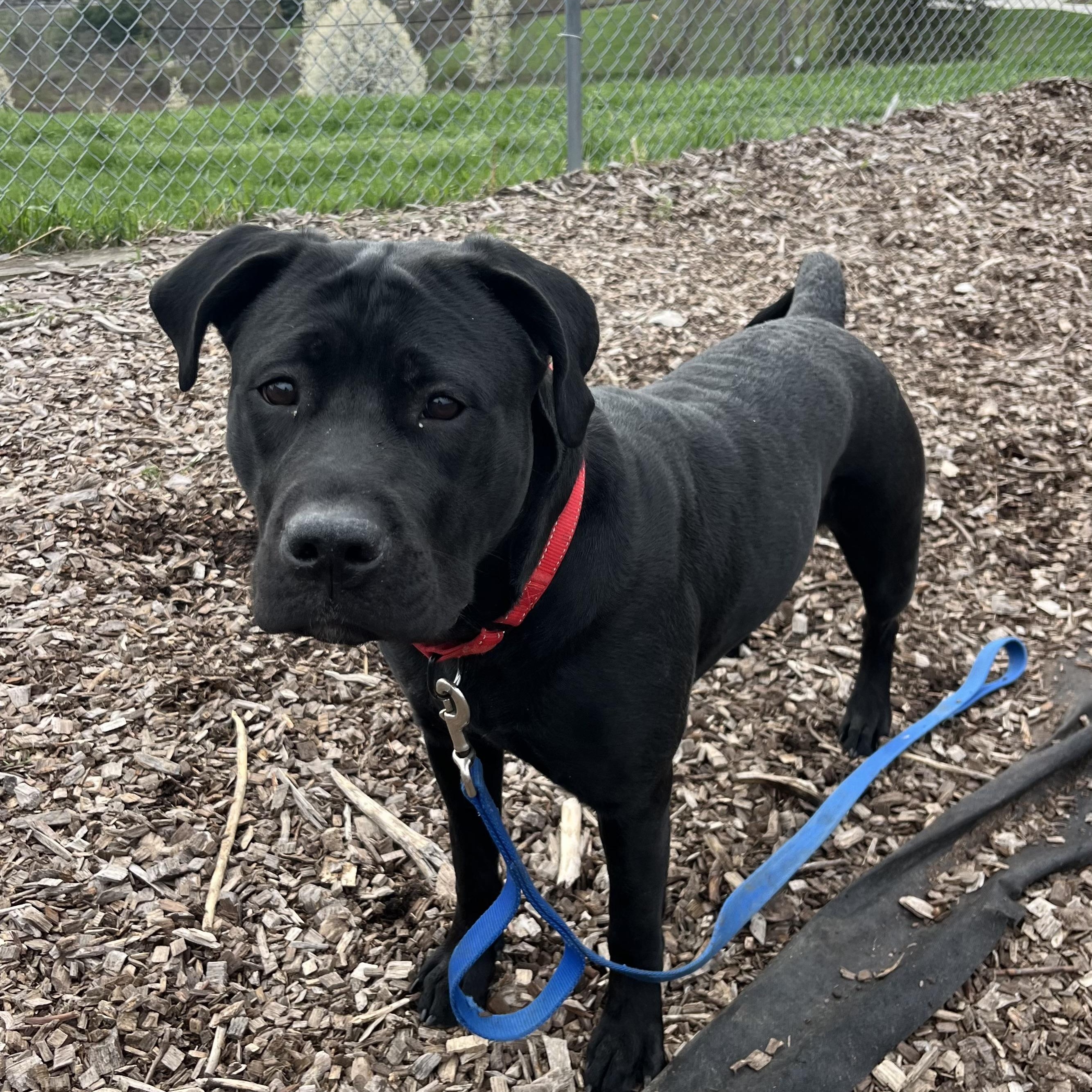 Onyx