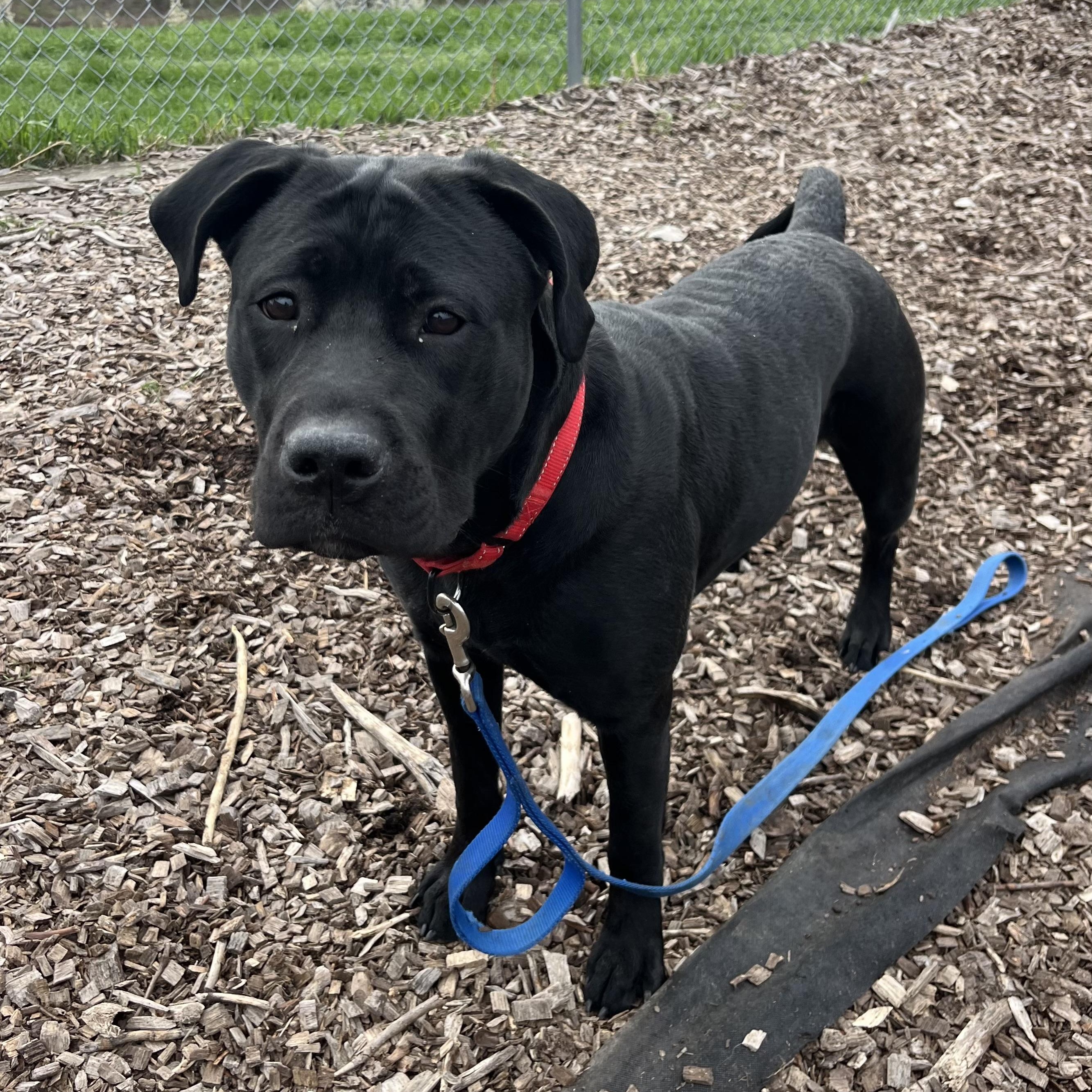 Onyx, a Adoptable mixed breed in Washington, PA image 3/6