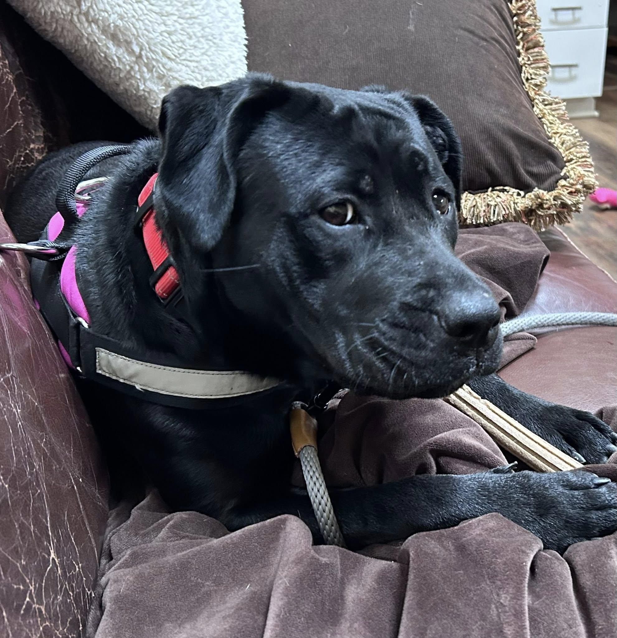 Onyx, a Adoptable mixed breed in Washington, PA image 2/6