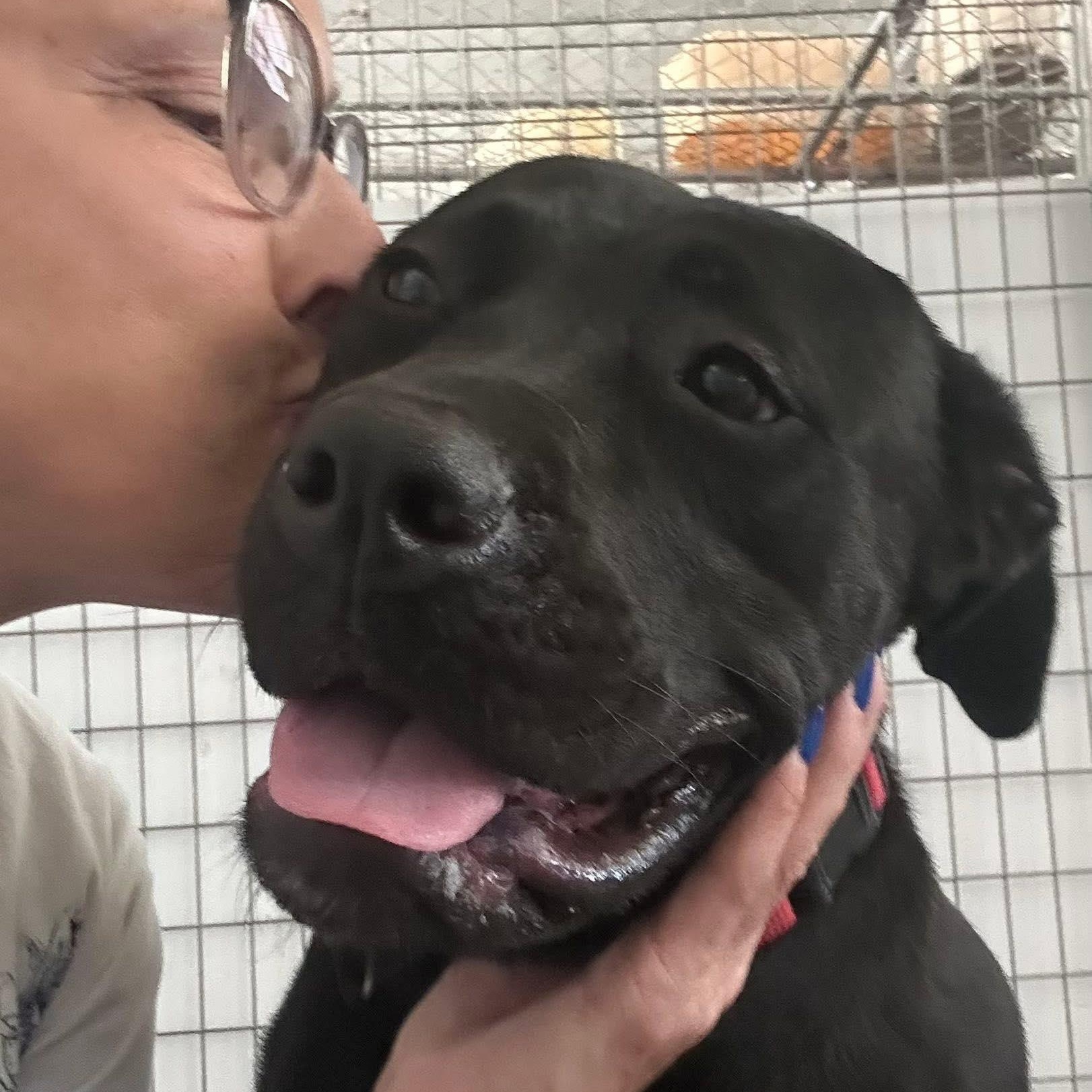 Onyx, a Adoptable mixed breed in Washington, PA image 4/6