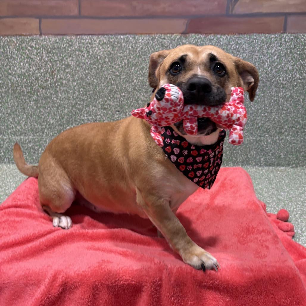 Spice, a Adoptable mixed breed in Calverton, NY image 1/4