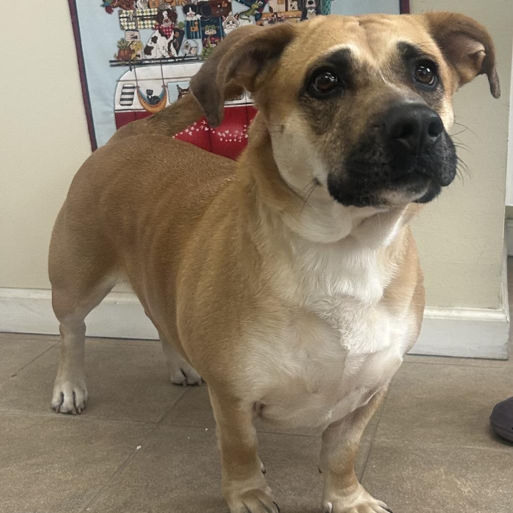 Enlarge Spice, a Adoptable mixed breed in Calverton, NY image 1/3