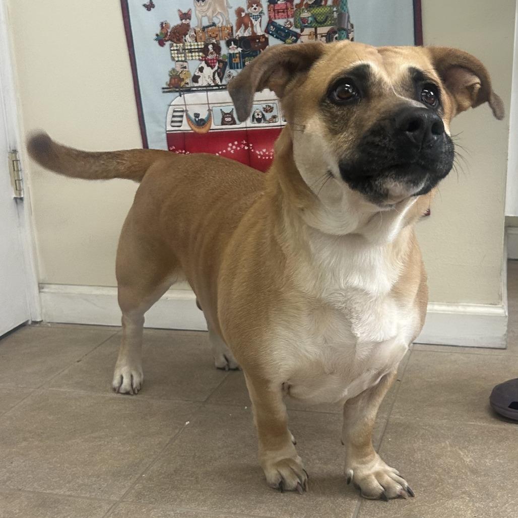 Enlarge Spice, a Adoptable mixed breed in Calverton, NY image 2/3