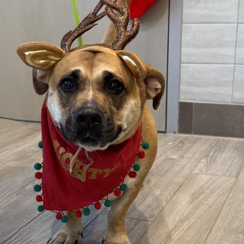 Enlarge Spice, a Adoptable mixed breed in Calverton, NY image 3/3