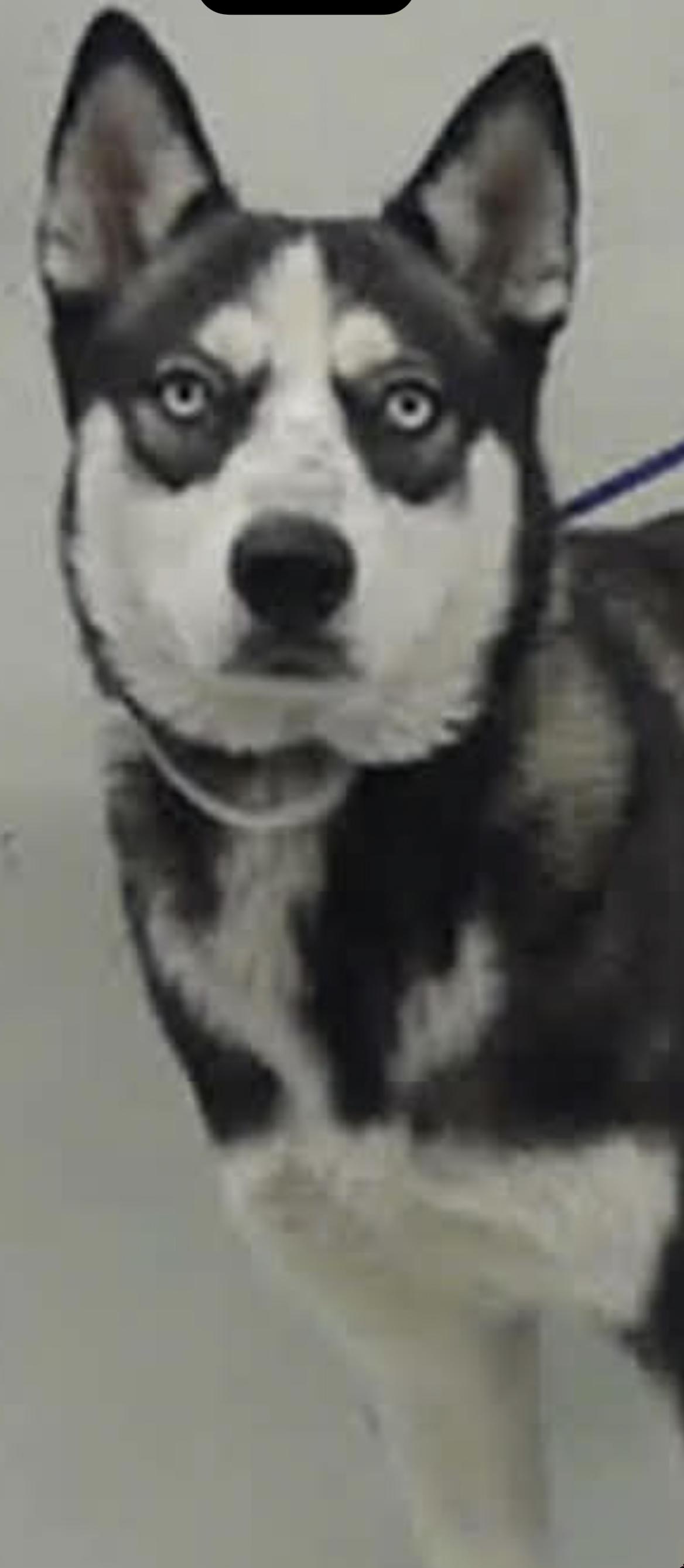 Enlarge Princess, an adopted Husky in Kankakee, IL image 1/1