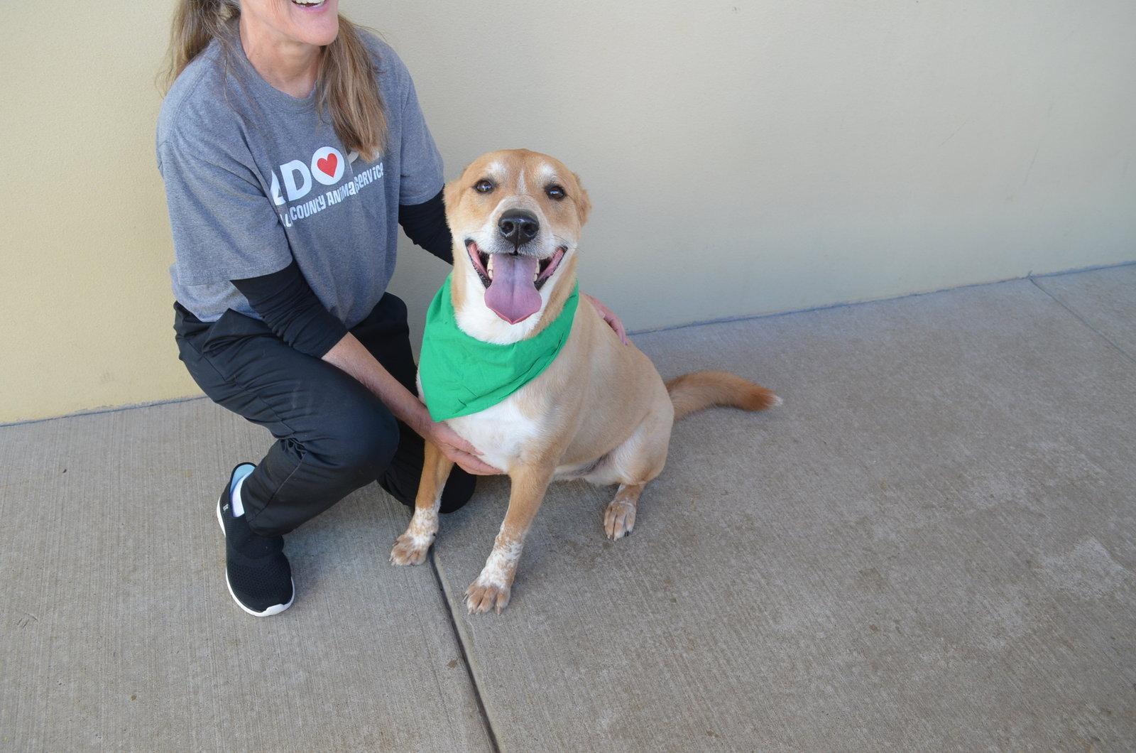 Enlarge Bear, a Adoptable Labrador Retriever in McKinney, TX image 1/3