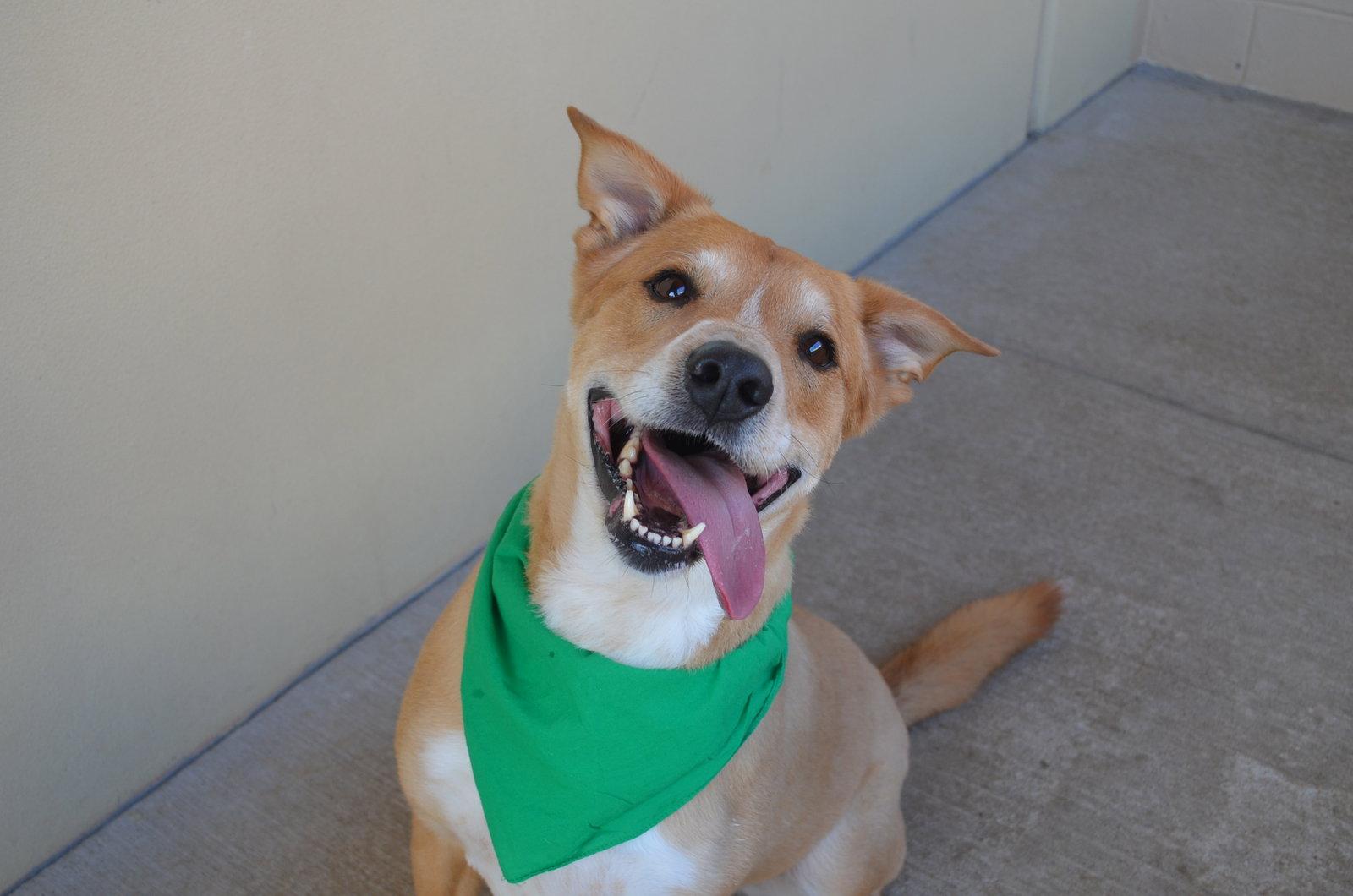 Enlarge Bear, a Adoptable Labrador Retriever in McKinney, TX image 2/3