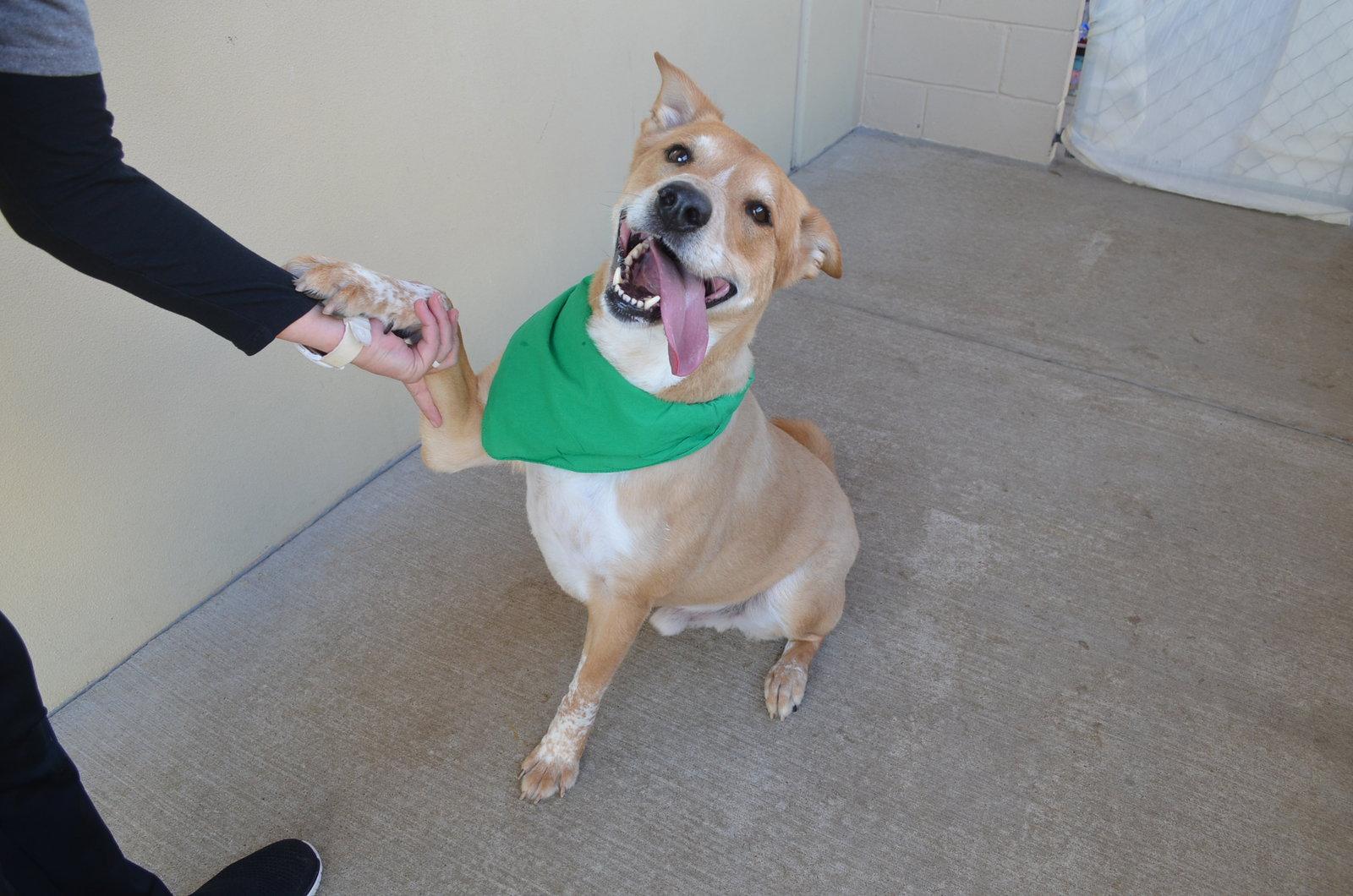 Enlarge Bear, a Adoptable Labrador Retriever in McKinney, TX image 3/3