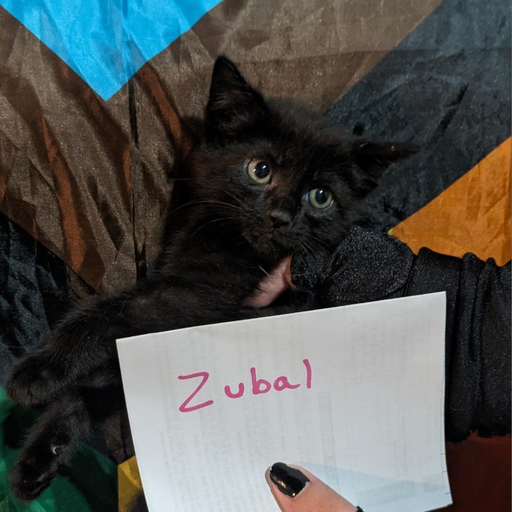 Zubal, Adoptable, Adult Female Domestic Short Hair.