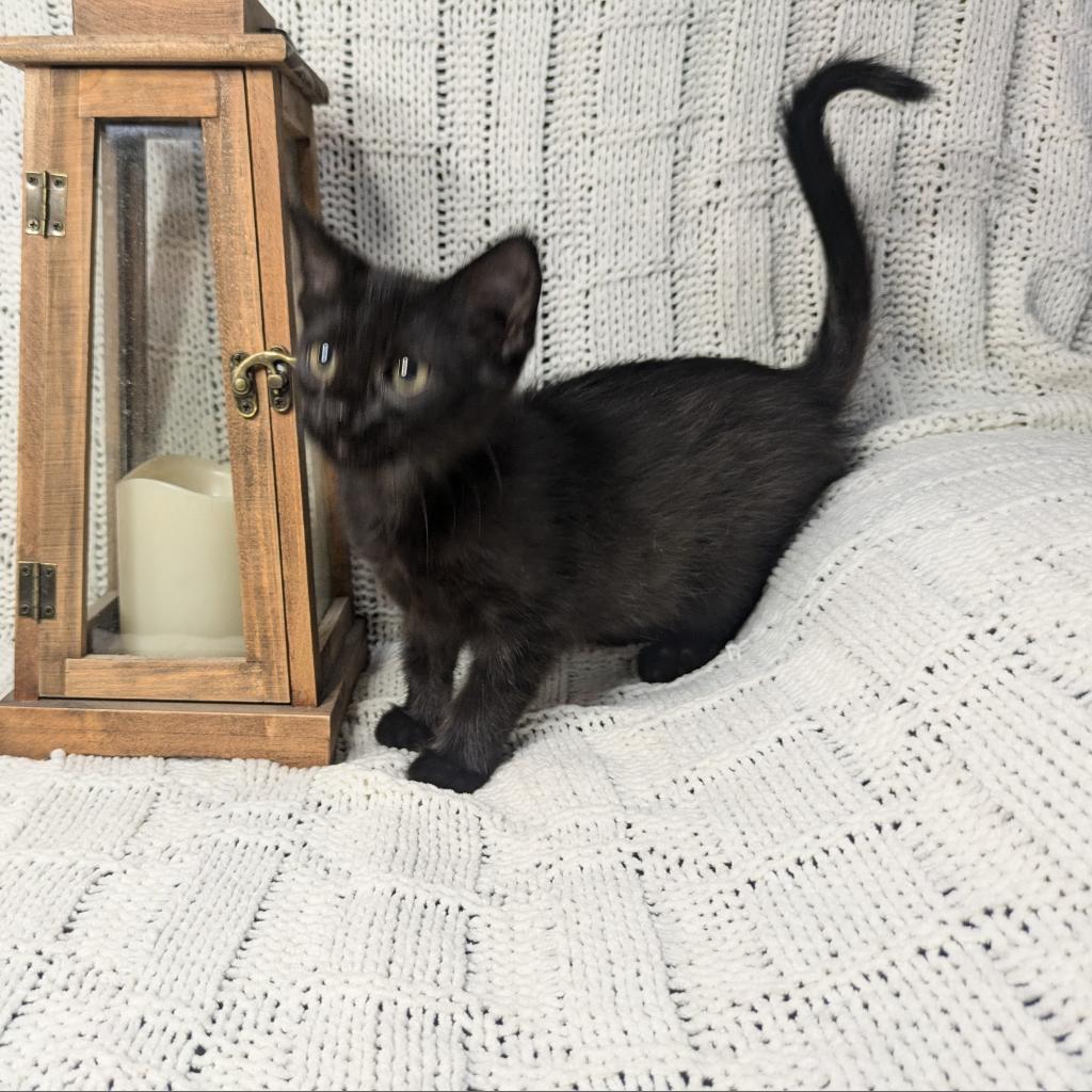 Enlarge Zubal, a Adoptable Domestic Short Hair in Greenwood, MO image 1/4