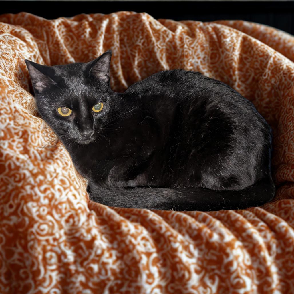 Zubal, a Adoptable Domestic Short Hair in Greenwood, MO image 3/4