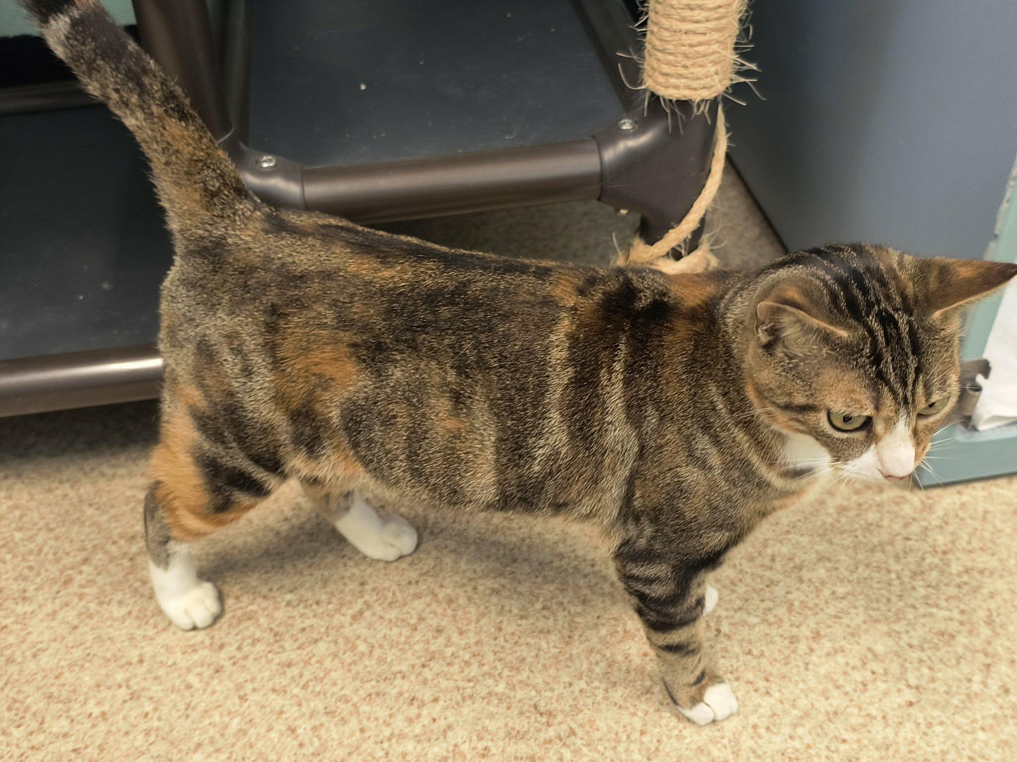 Enlarge Jerri, a ADOPTABLE mixed breed in Weaverville, CA image 3/4