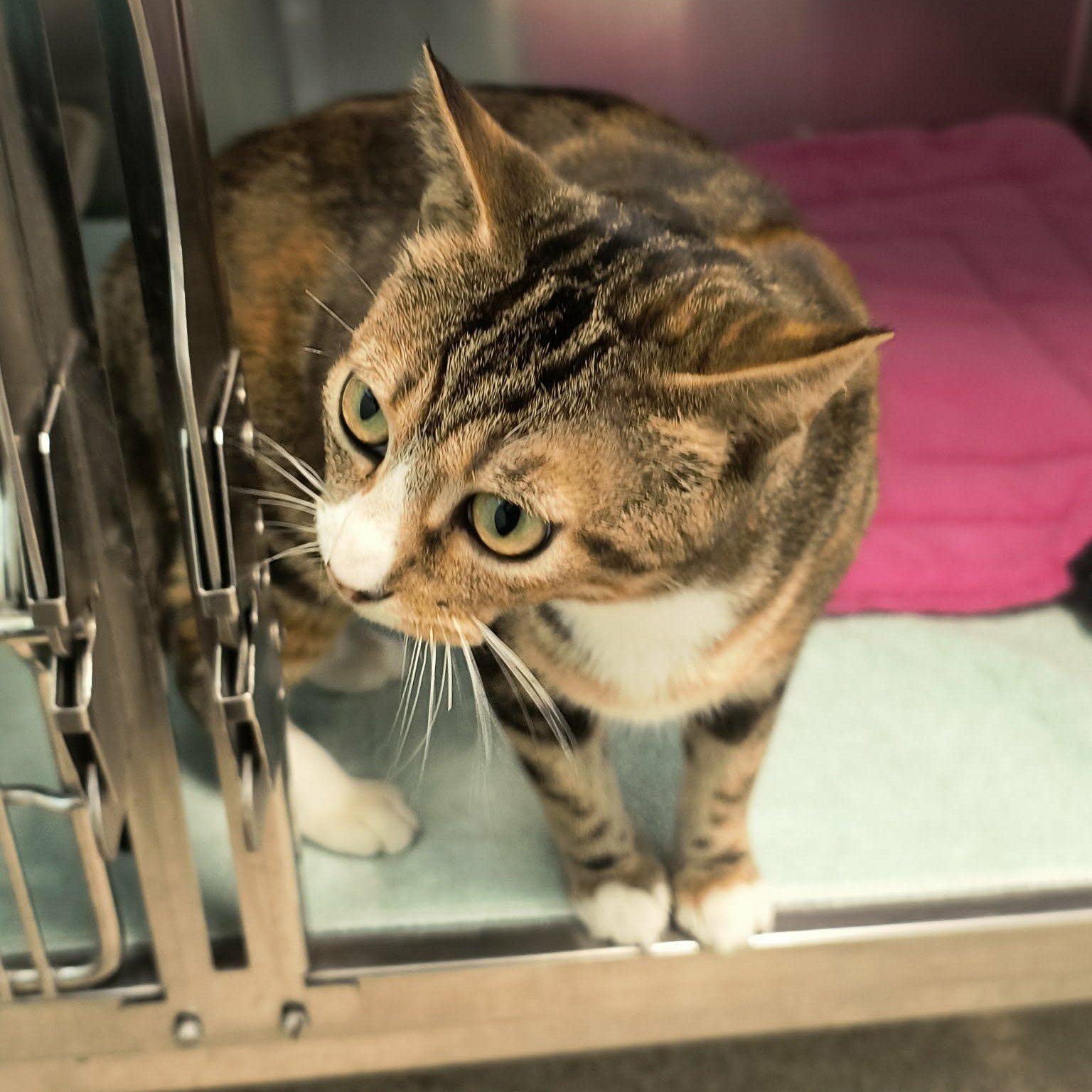 Enlarge Jerri, a ADOPTABLE mixed breed in Weaverville, CA image 2/4
