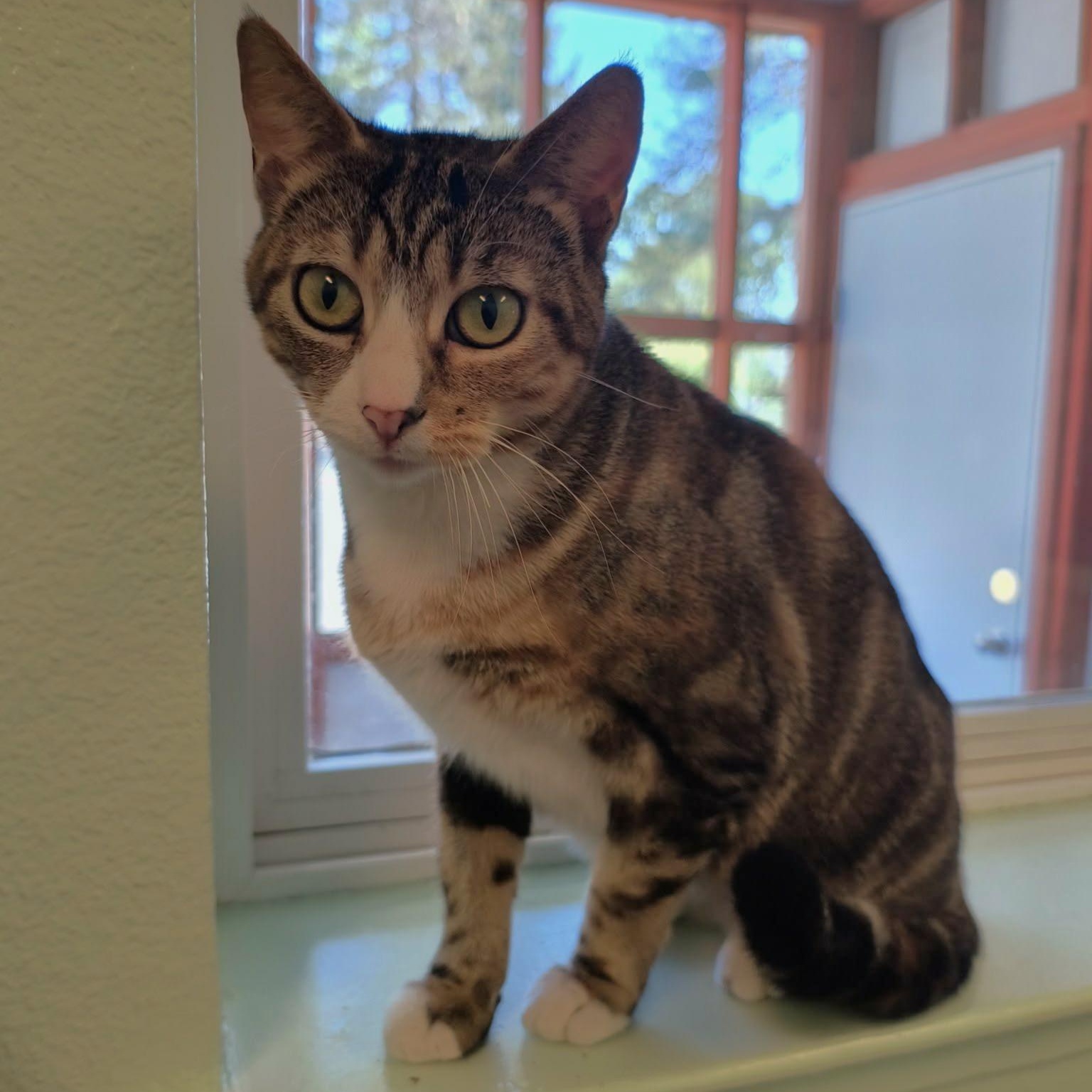 Enlarge Jerri, a ADOPTABLE mixed breed in Weaverville, CA image 1/4