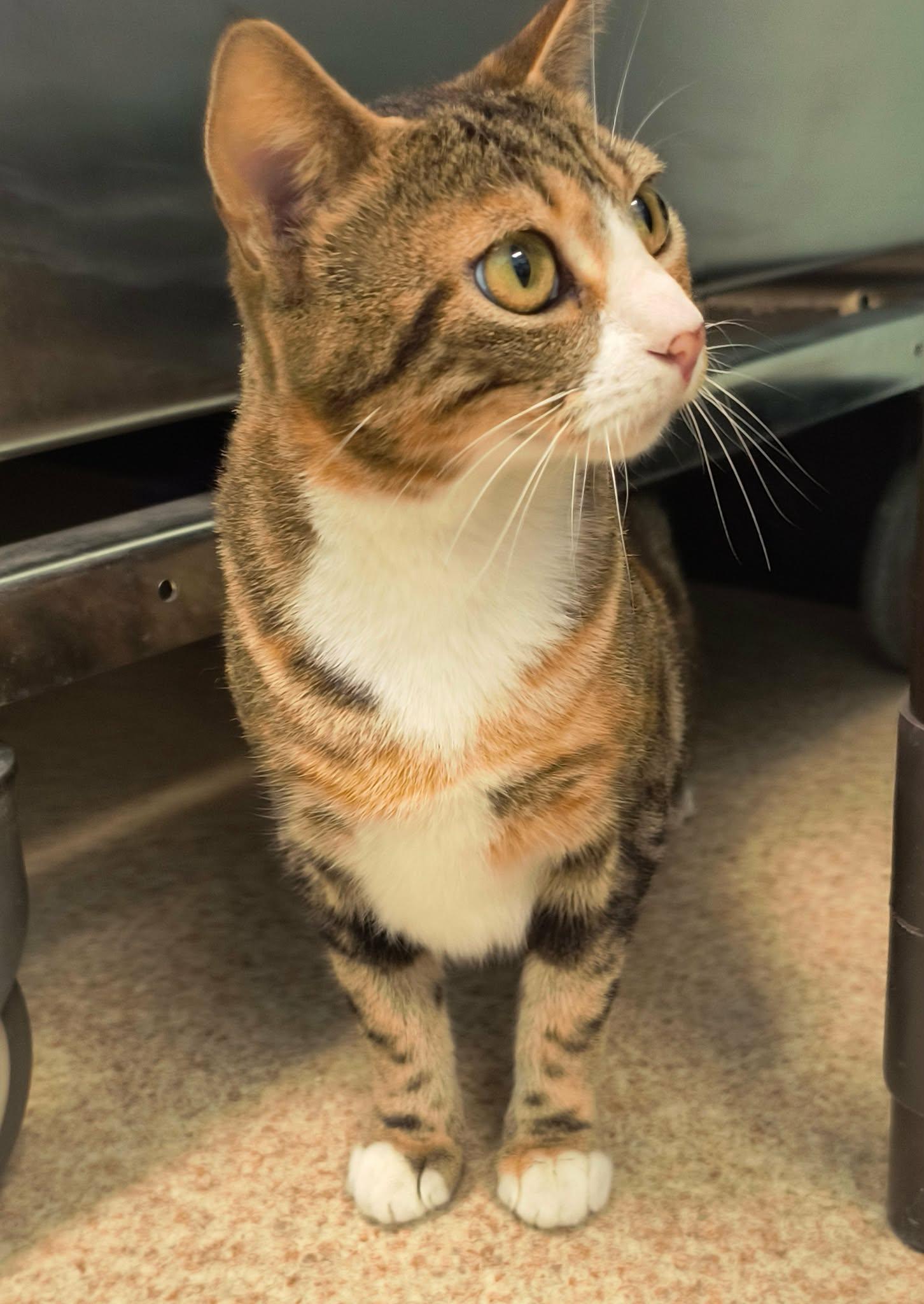Enlarge Jerri, a ADOPTABLE mixed breed in Weaverville, CA image 4/4