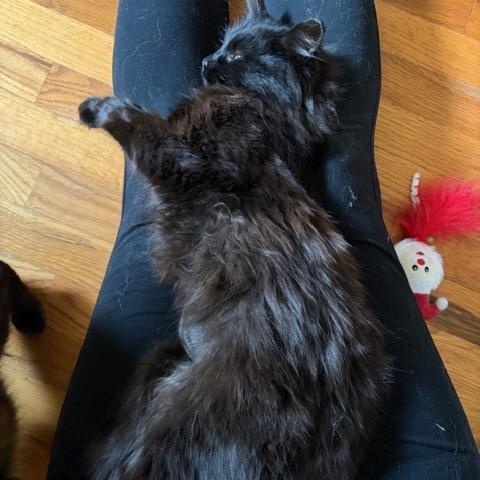 Enlarge Morgan, a ADOPTABLE Domestic Long Hair in Midland, MI image 3/4