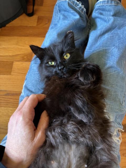 Enlarge Morgan, a ADOPTABLE Domestic Long Hair in Midland, MI image 2/4