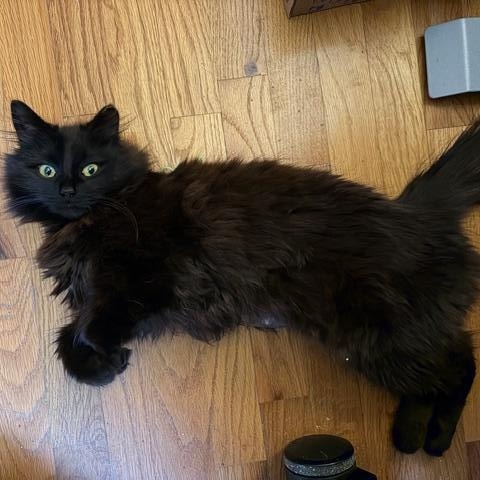 Morgan, ADOPTABLE, Young Female Domestic Long Hair.