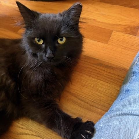 Enlarge Morgan, a ADOPTABLE Domestic Long Hair in Midland, MI image 4/4