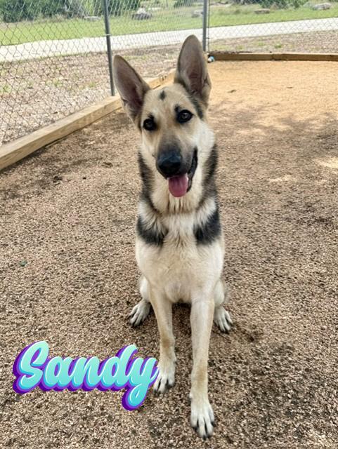 Sandy, ADOPTABLE, Young Female German Shepherd Dog.