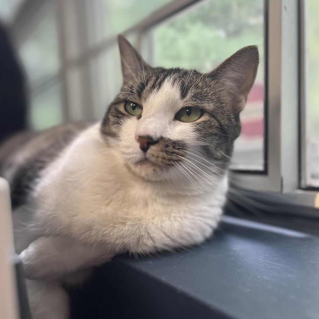 Maisie, Adoptable, Adult Female Domestic Short Hair.